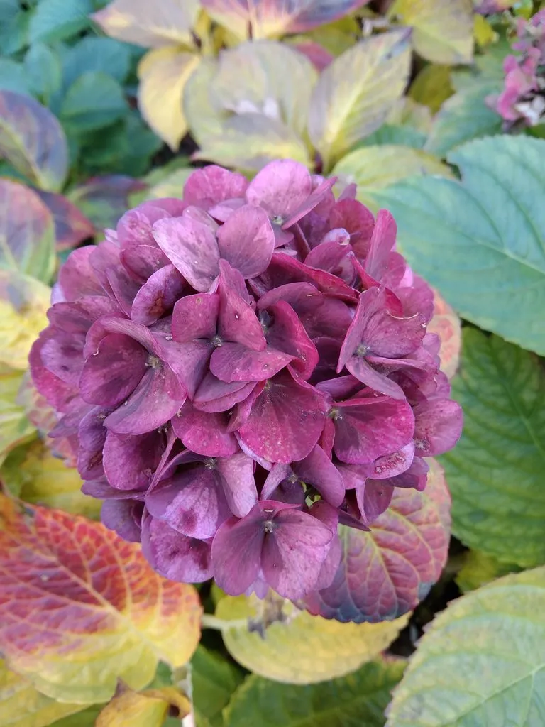 Чайная беседка