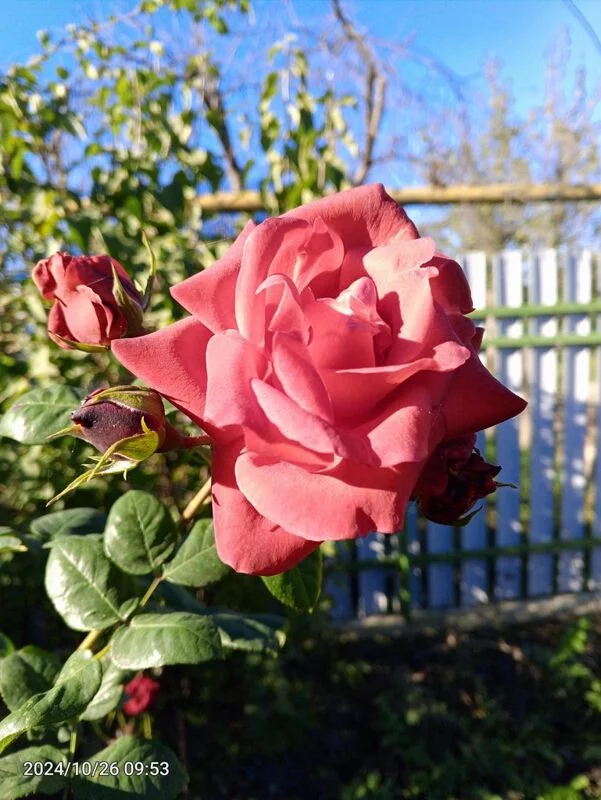 Чайная беседка