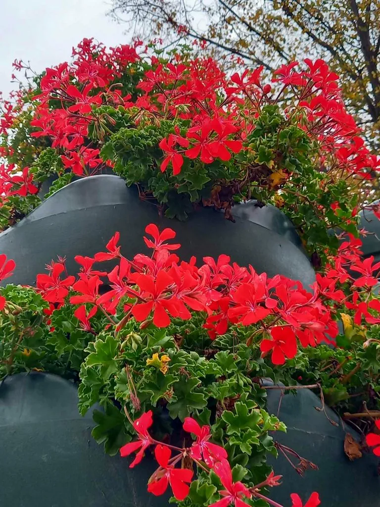 Флора