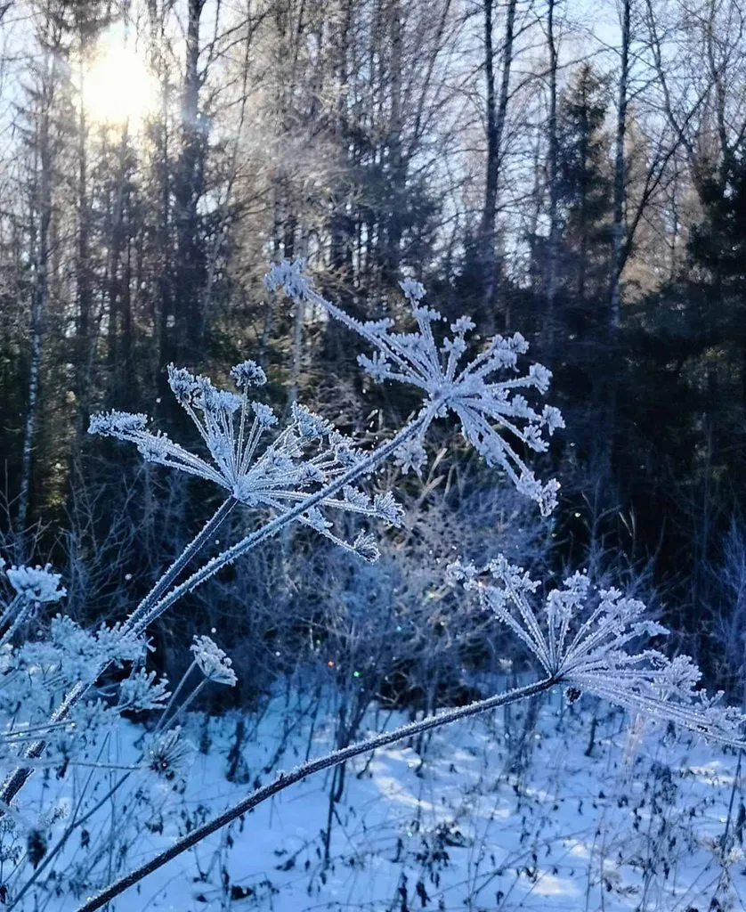 Чайная беседка