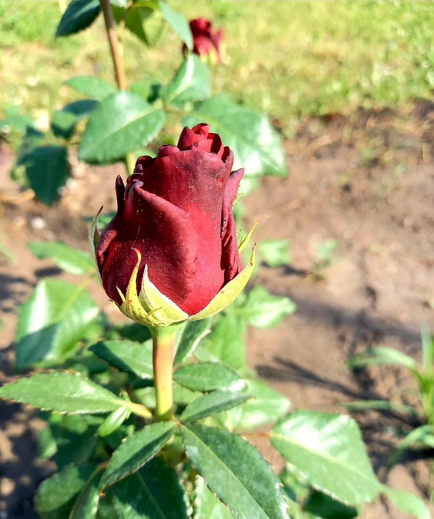 Флора