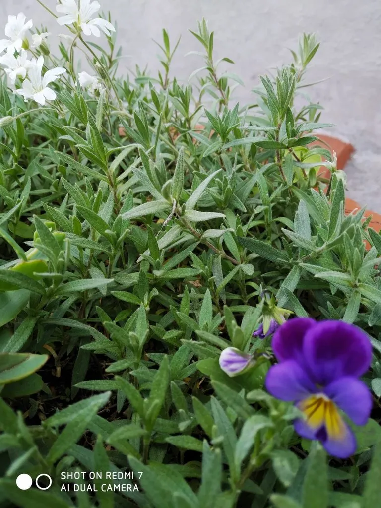 Чайная беседка