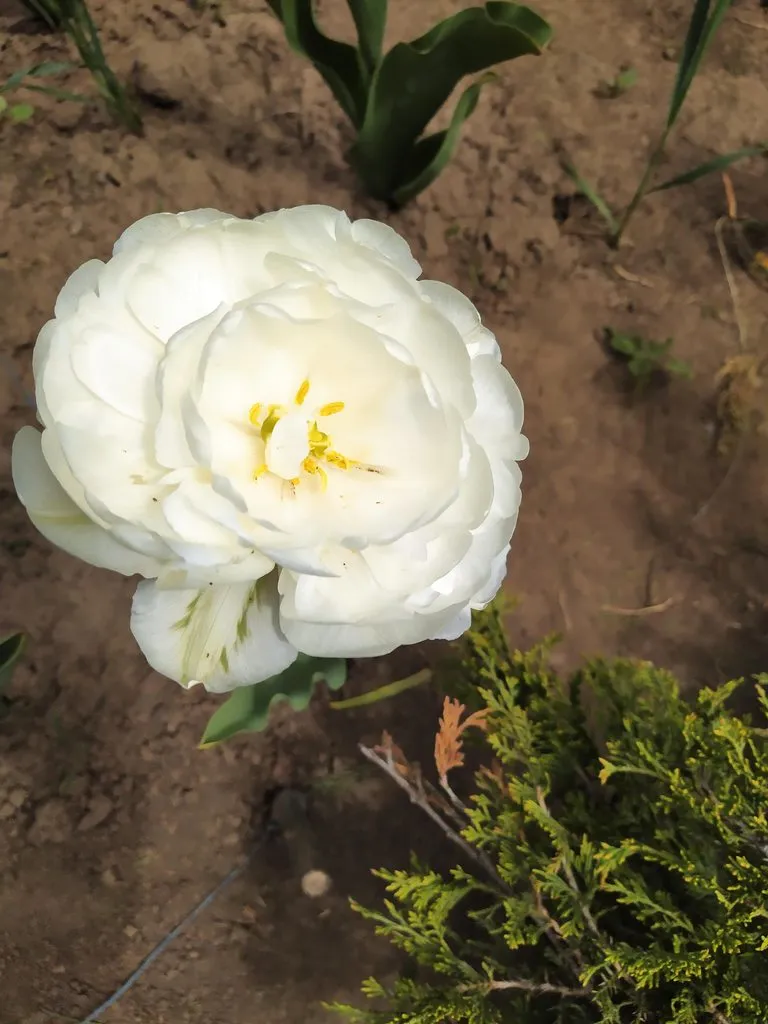 Чайная беседка