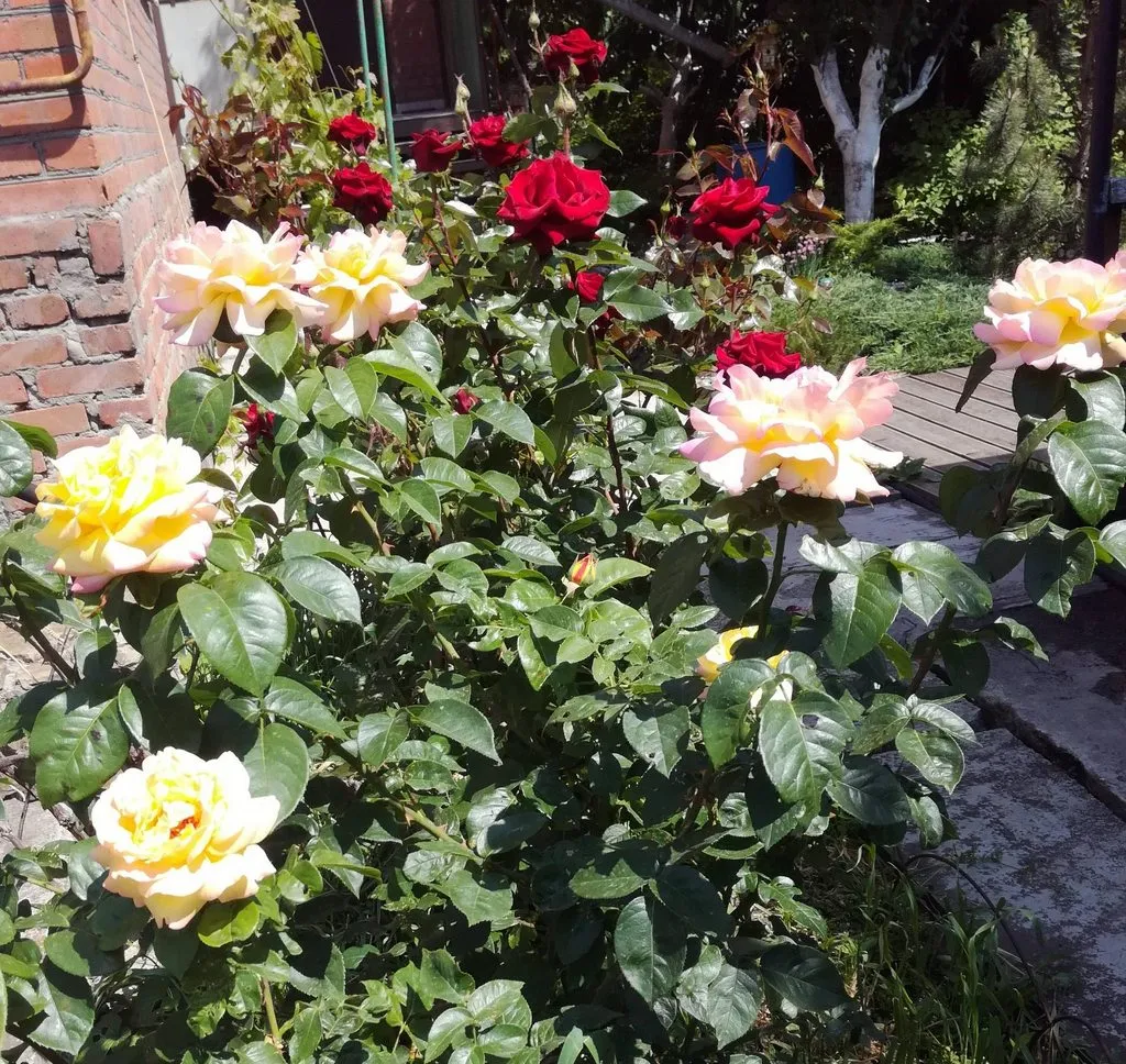 Чайная беседка