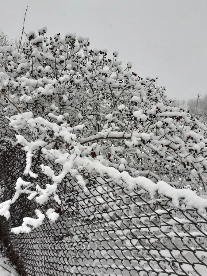 Чайная беседка