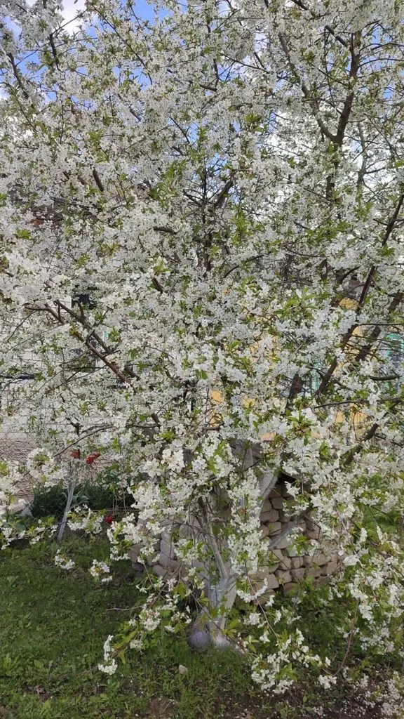 Чайная беседка