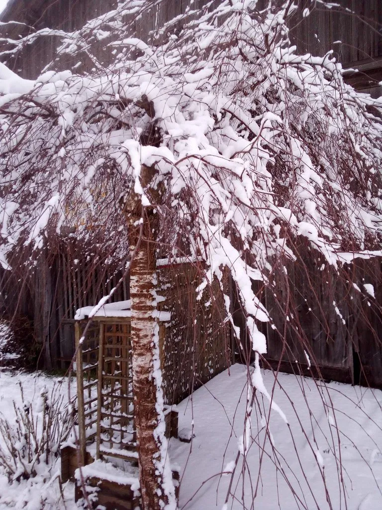 Чайная беседка