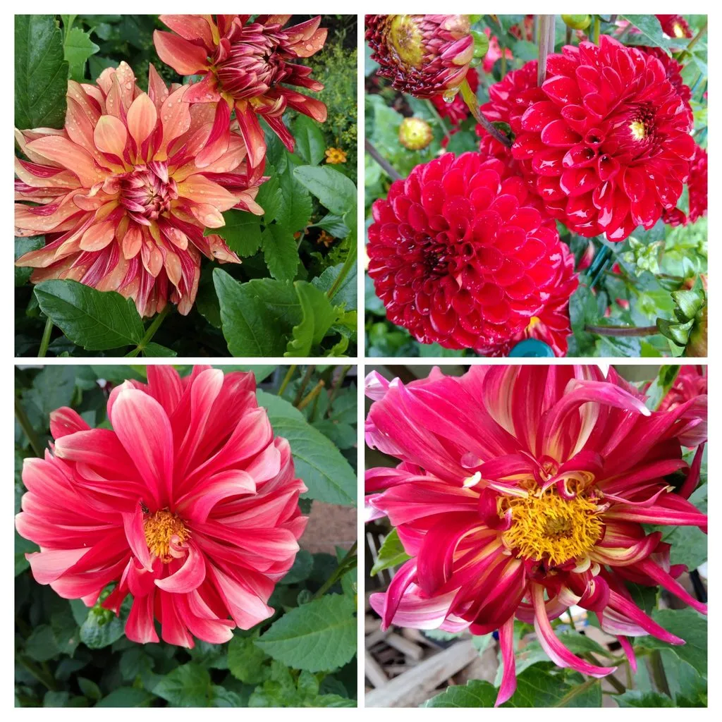 Чайная беседка