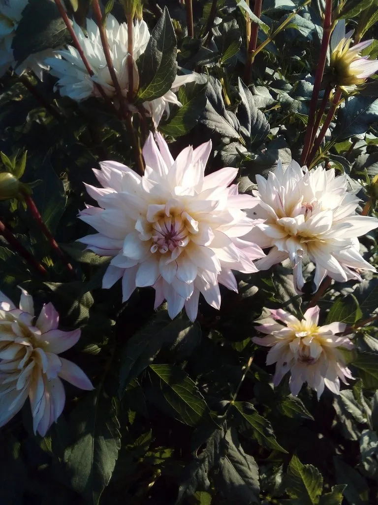 Чайная беседка