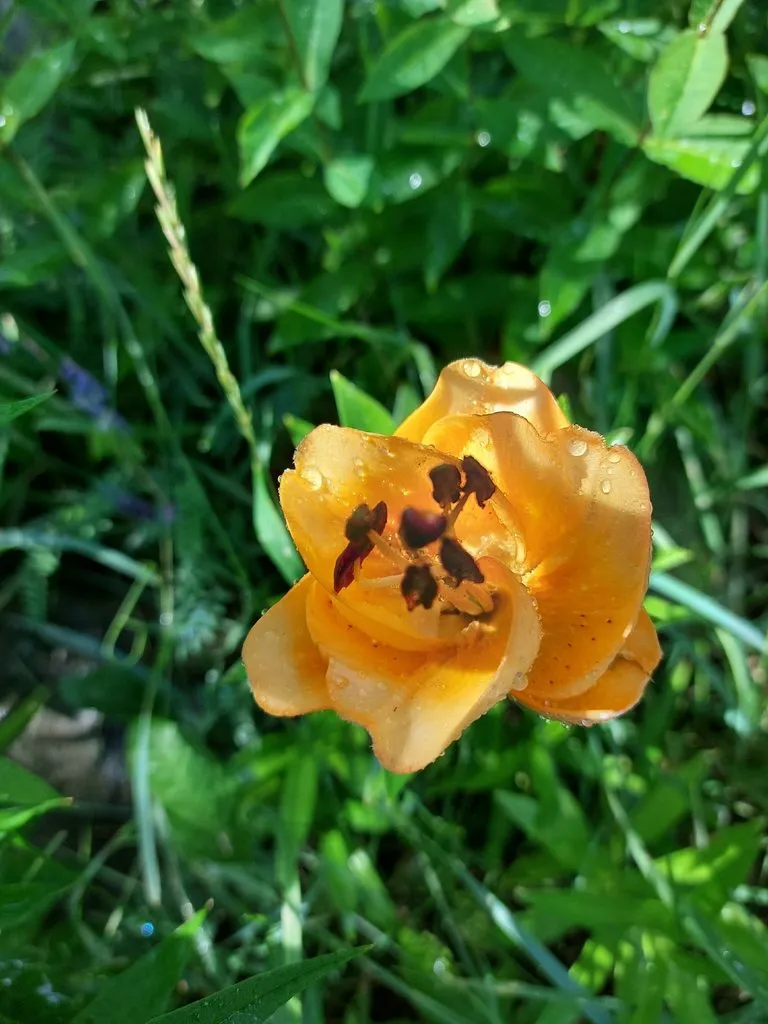 Флора