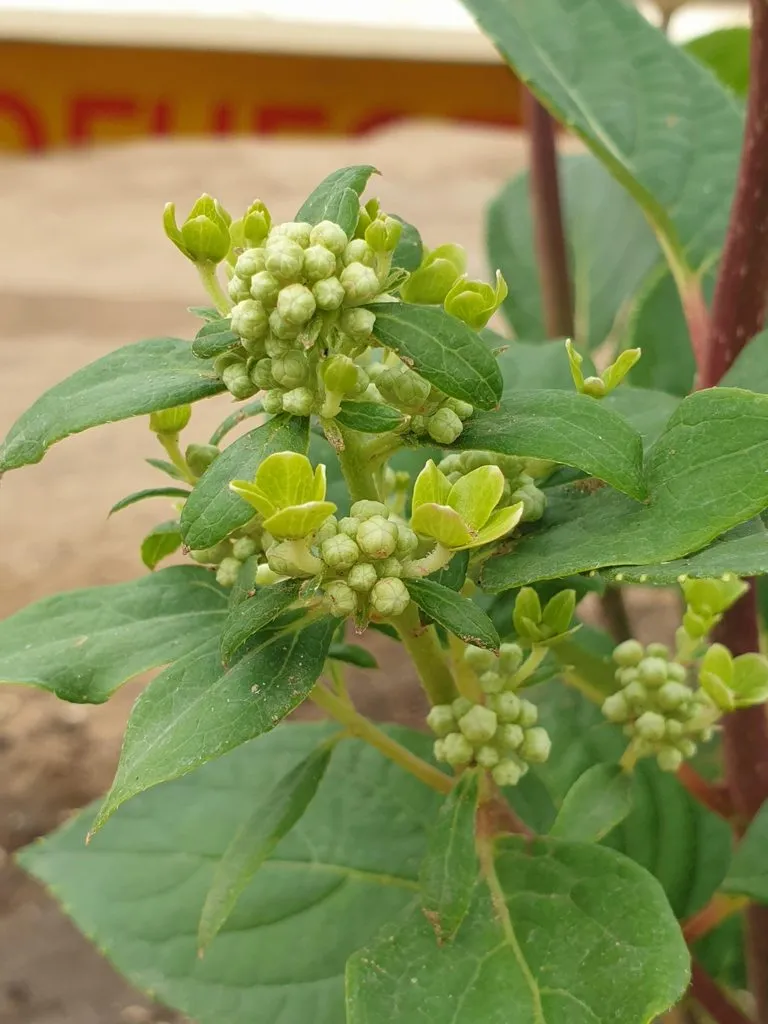 Чайная беседка