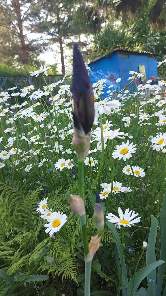 Чайная беседка