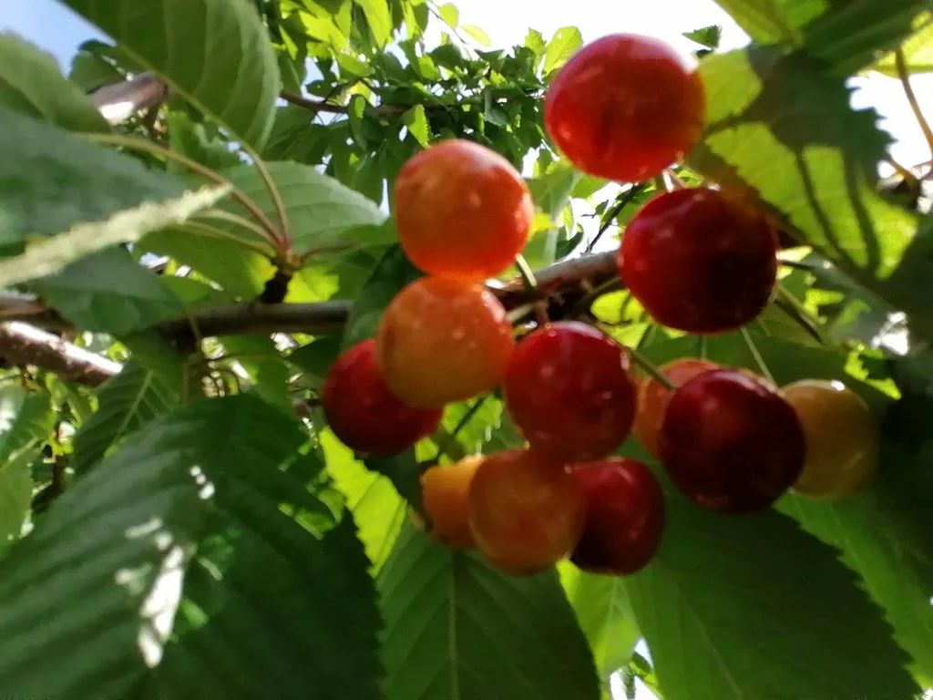 Чайная беседка