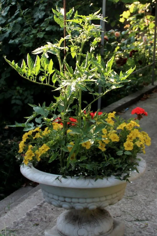 Чайная беседка