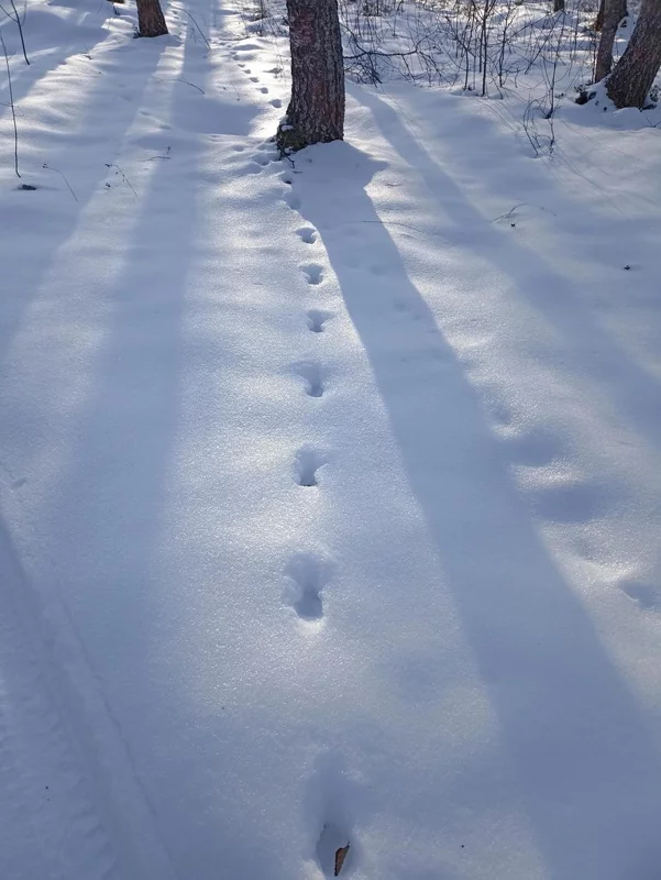 Фотонастроение