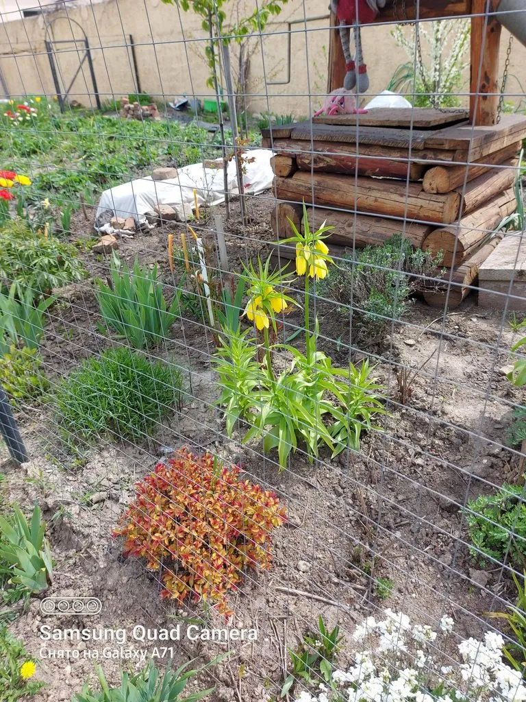 Чайная беседка