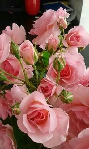 Чайная беседка