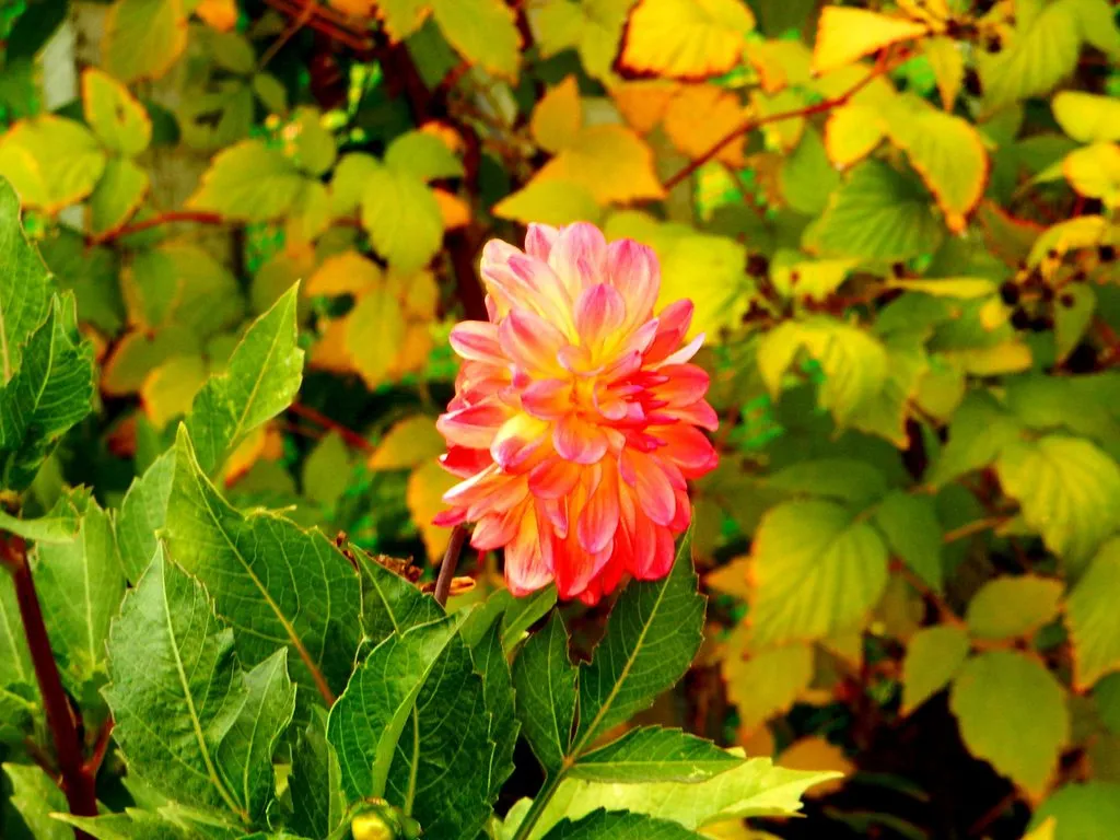 Чайная беседка