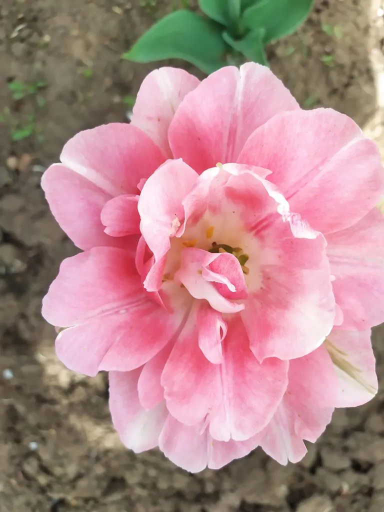 Чайная беседка