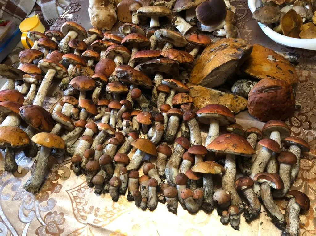 По грибы с лукошком