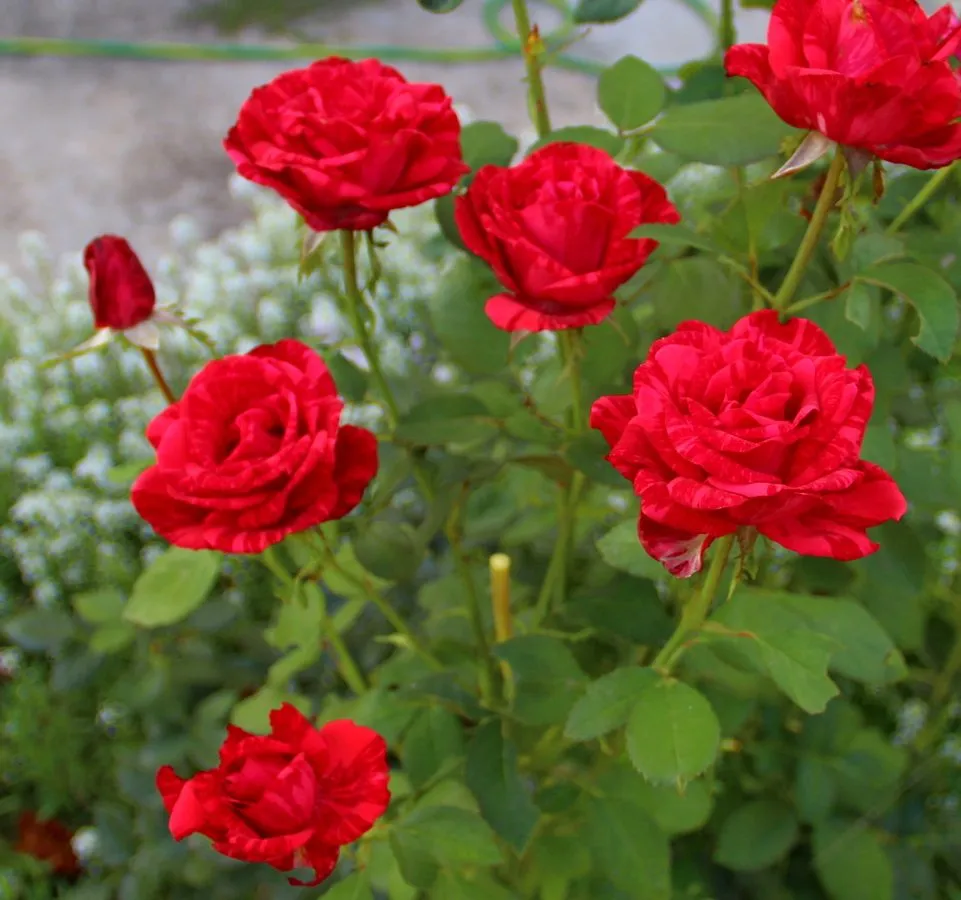 Чайная беседка