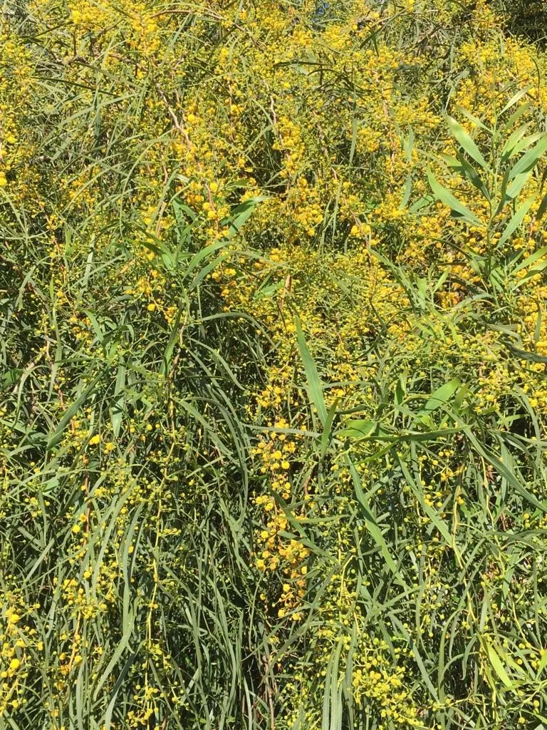 Чайная беседка