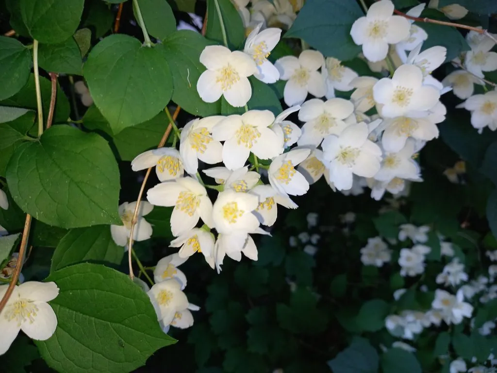 Чайная беседка