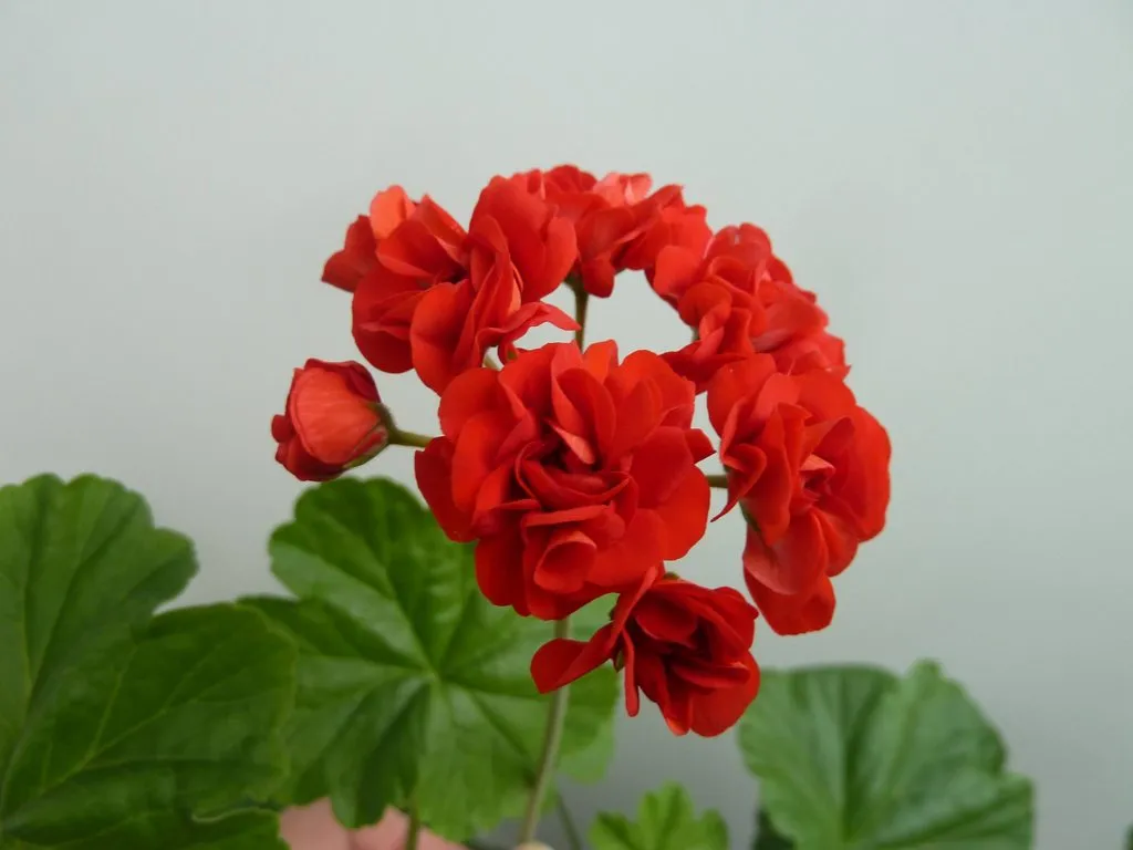 Флора