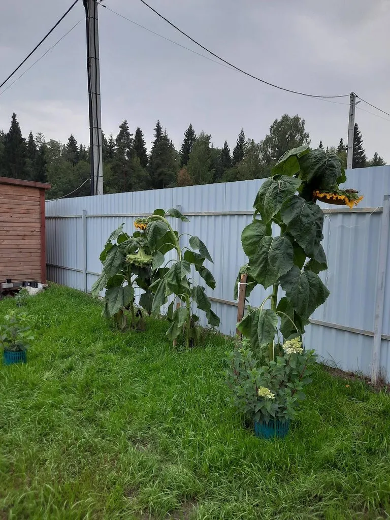 Фотонастроение