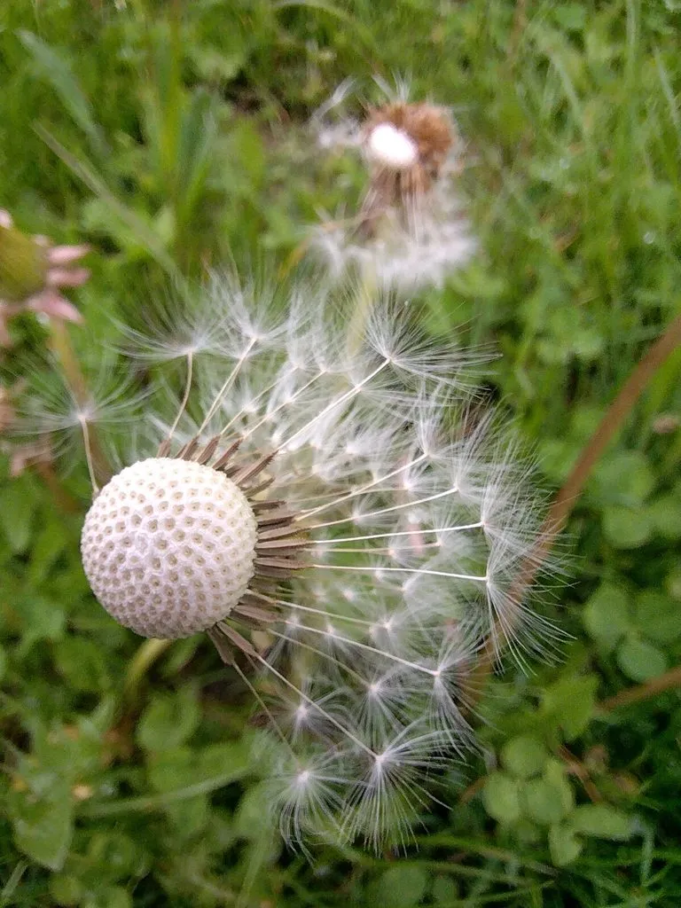 Чайная беседка