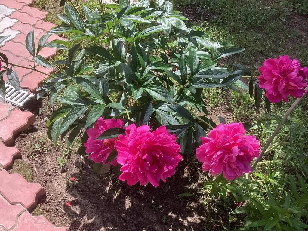 Флора