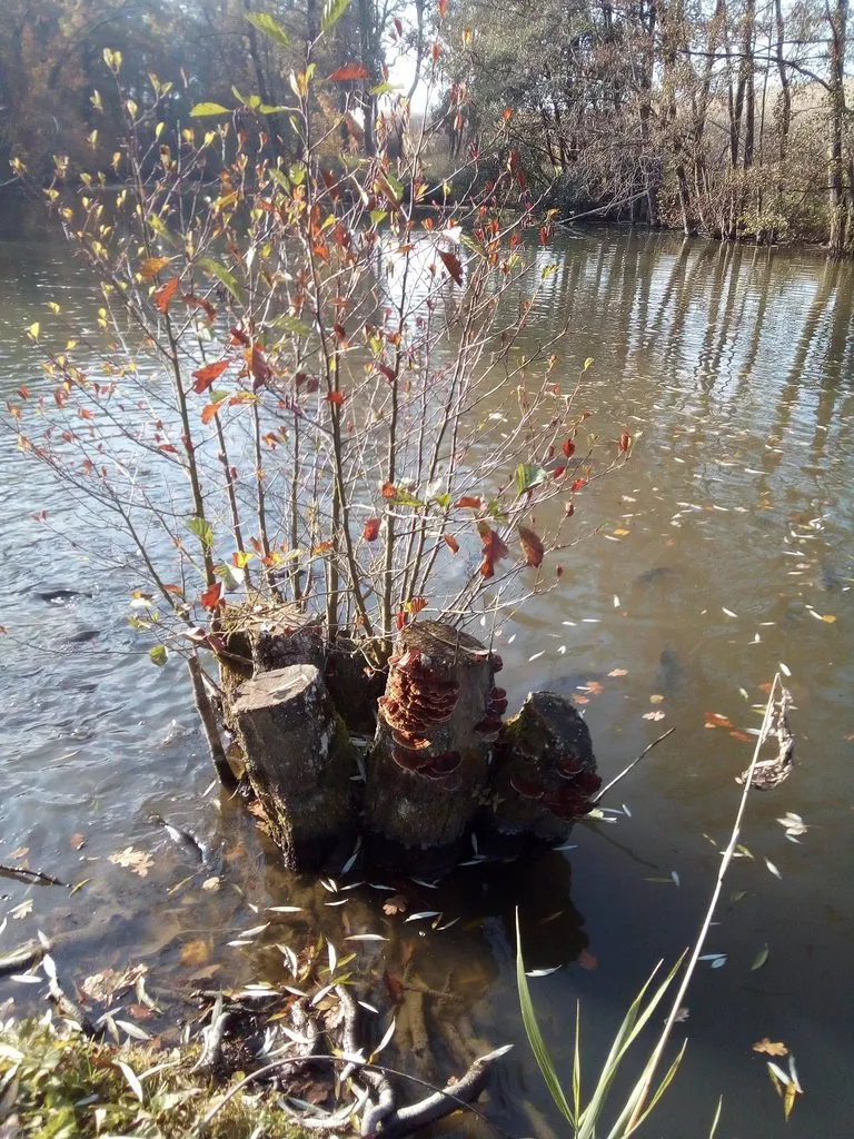 Чайная беседка