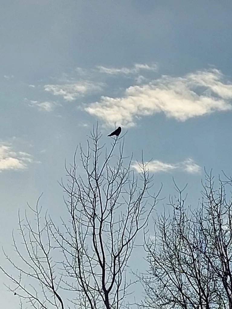 Такое разное небо