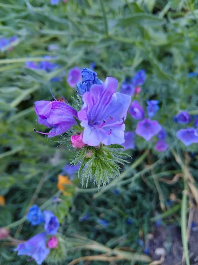 Чайная беседка