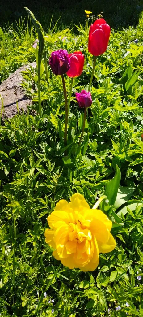 Чайная беседка