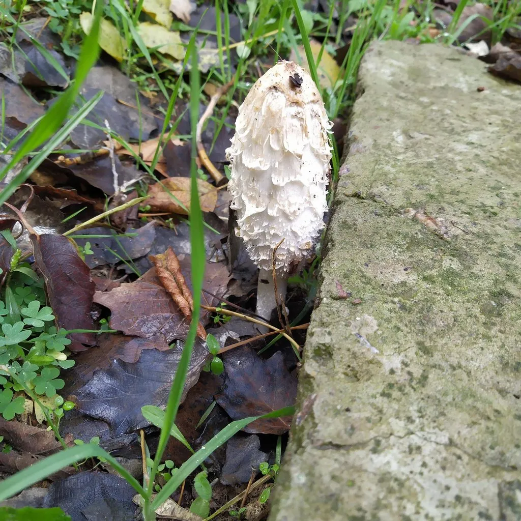 Чайная беседка