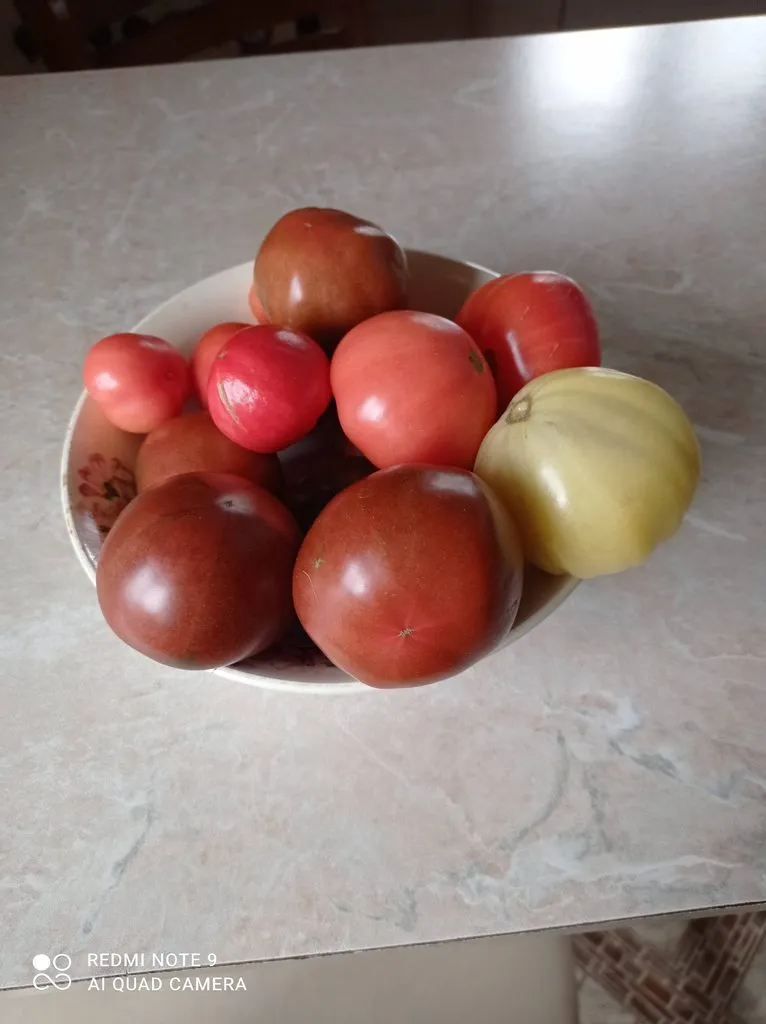 Tapтaлeтки & Ко