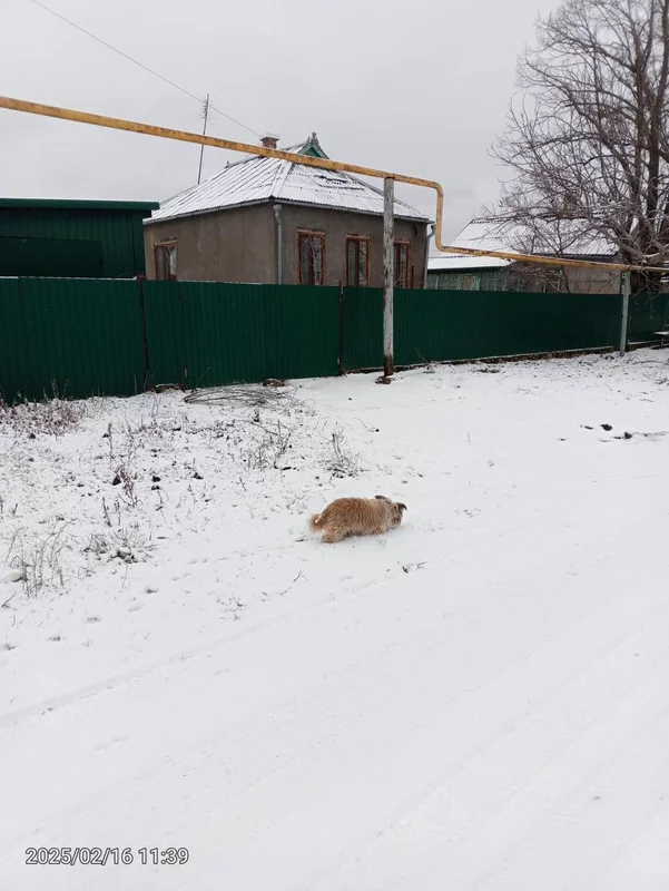 Чайная беседка