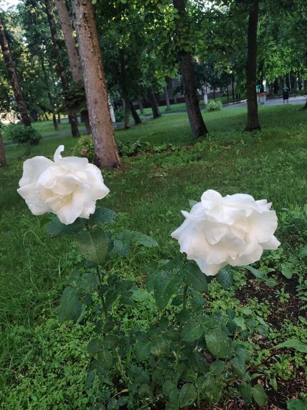 Флора