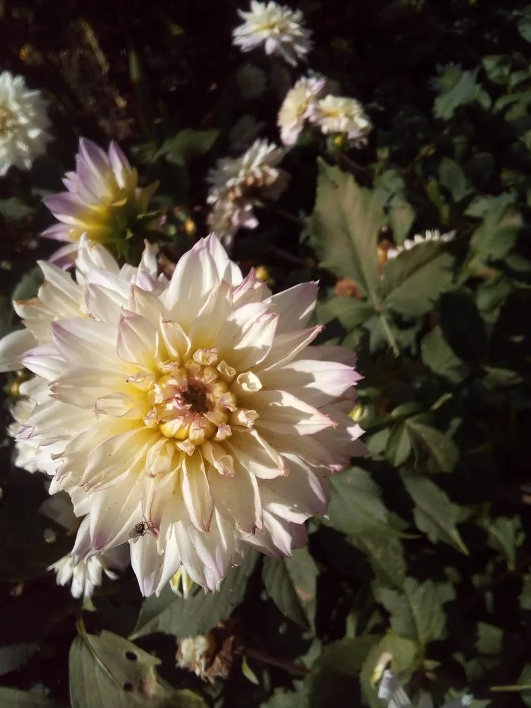 Tapтaлeтки & Ко