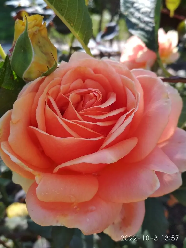 Чайная беседка