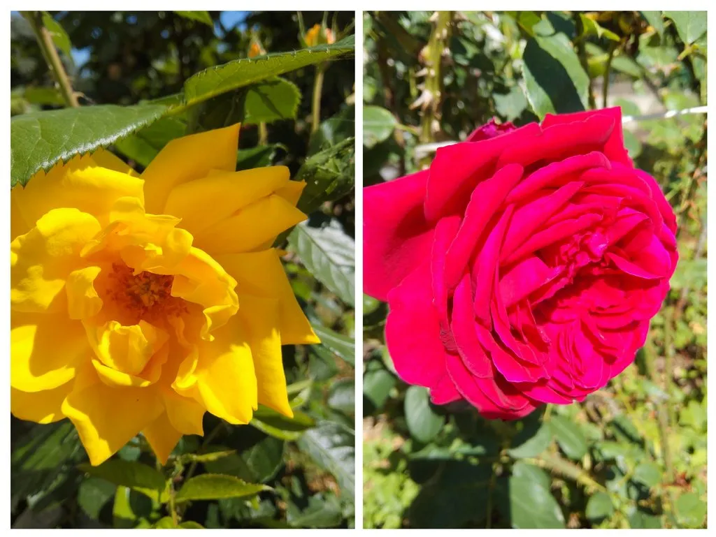 Чайная беседка