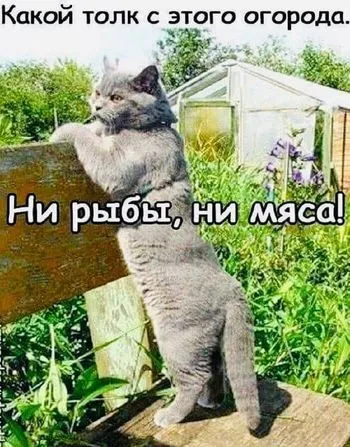 Кошичкина полиция