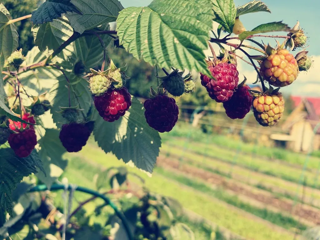 Чайная беседка