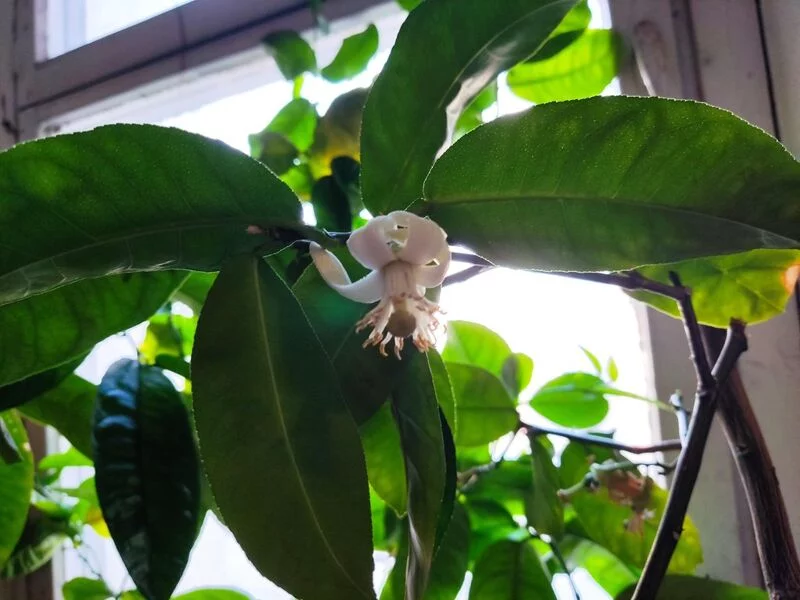 Чайная беседка