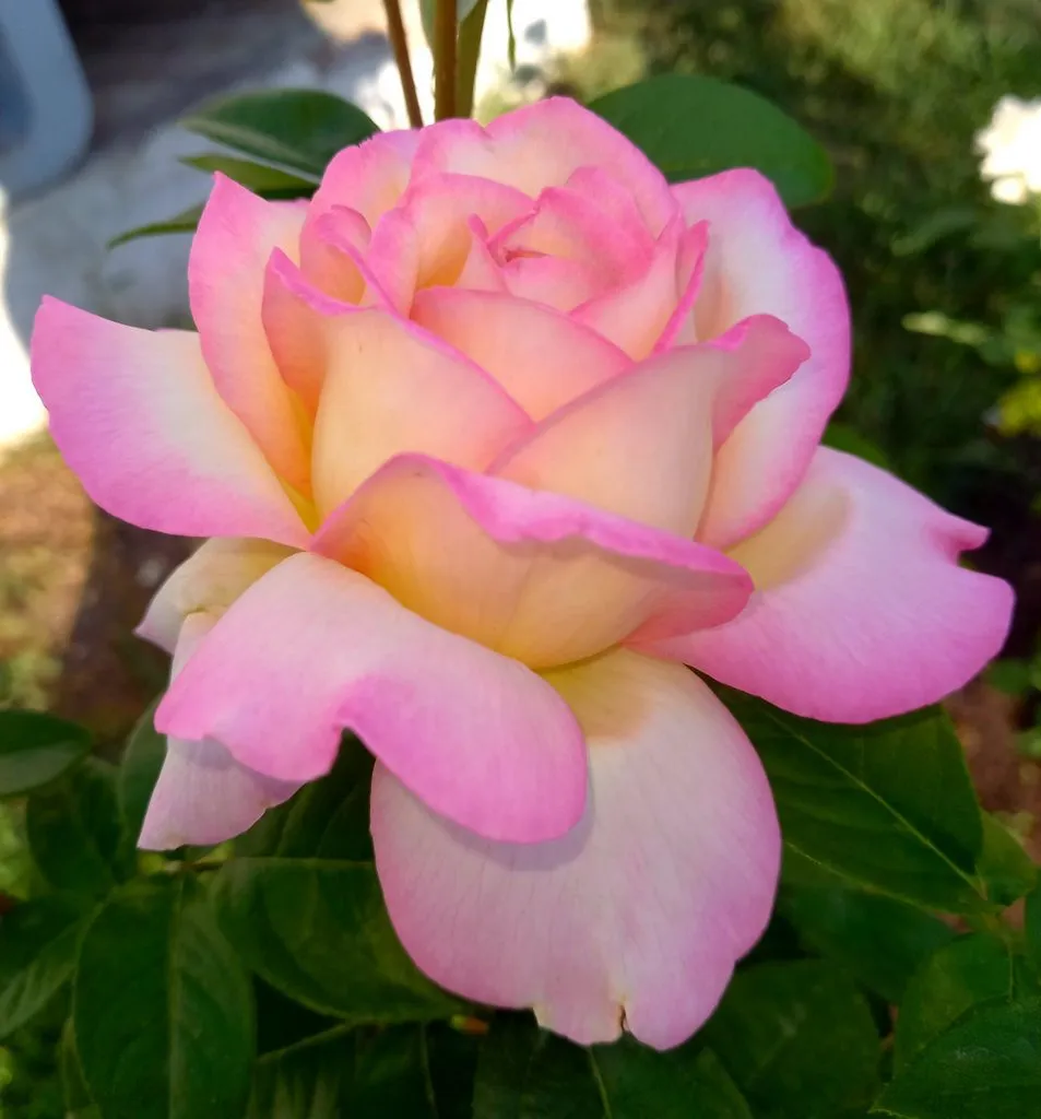 Чайная беседка