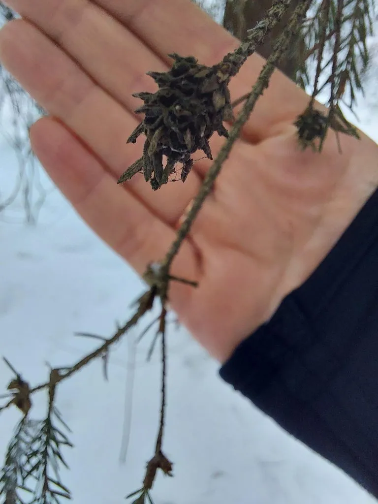 Tapтaлeтки & Ко