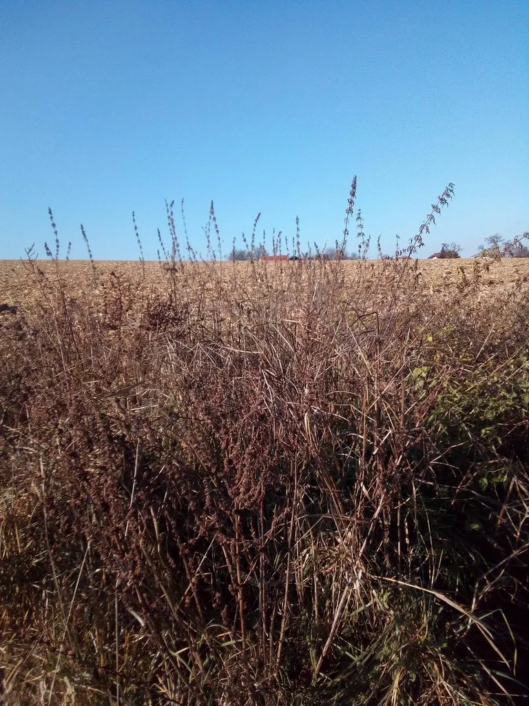 Чайная беседка