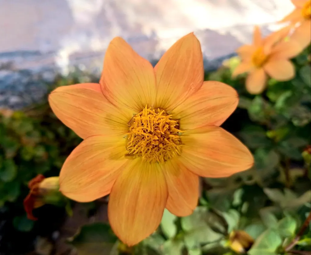 Чайная беседка