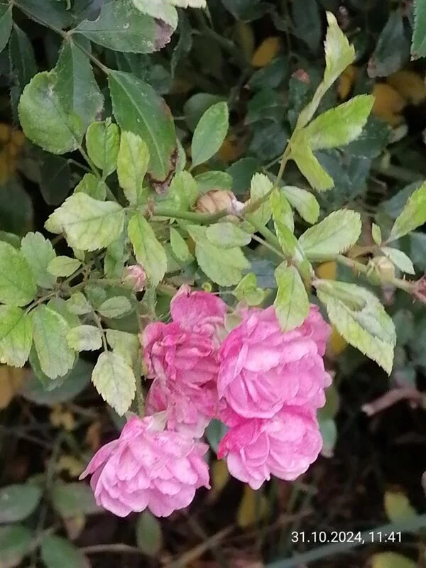 Чайная беседка